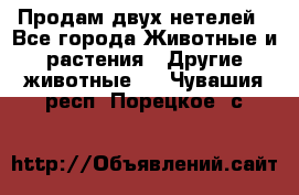 Продам двух нетелей - Все города Животные и растения » Другие животные   . Чувашия респ.,Порецкое. с.